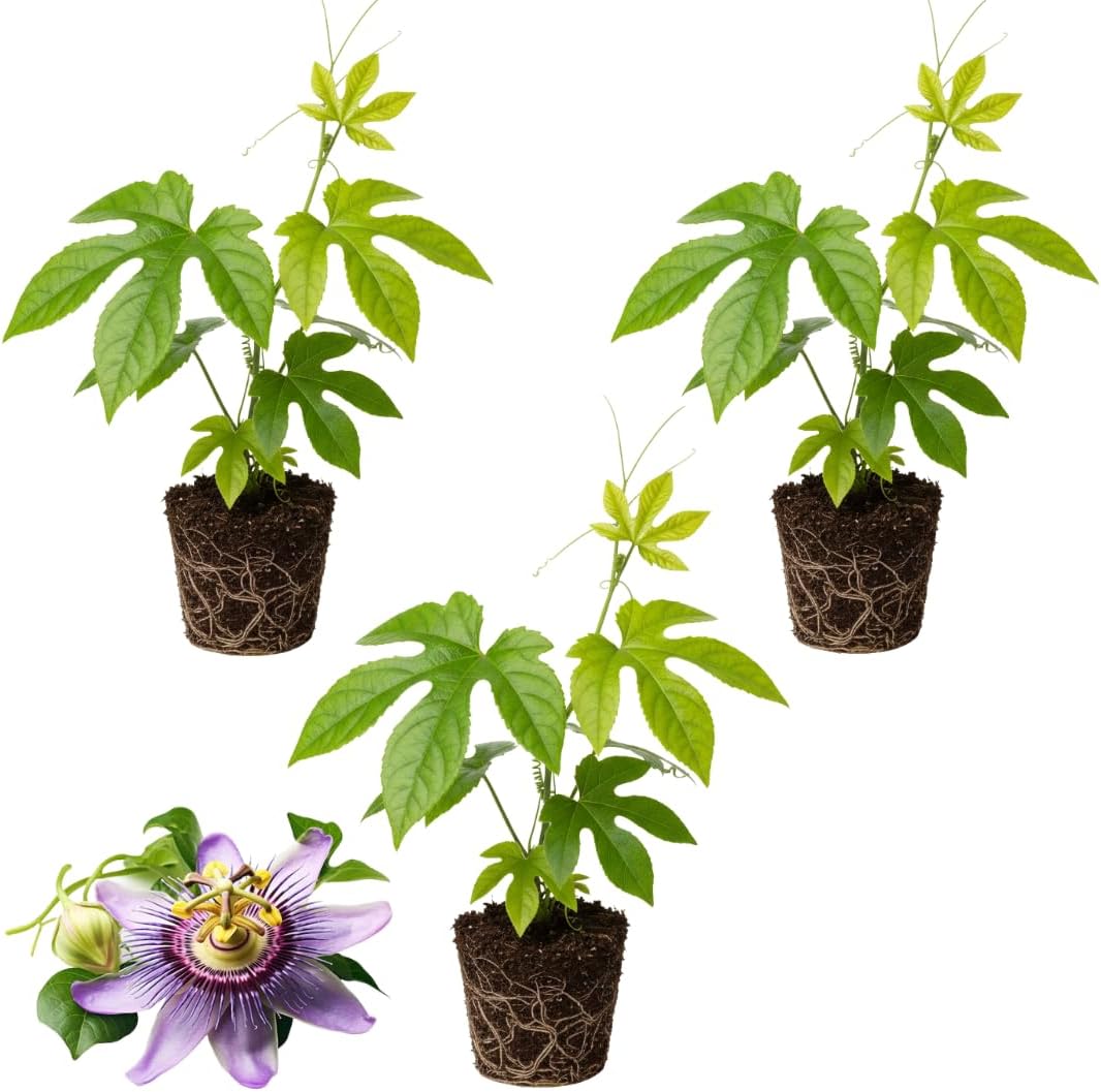 3 Count Live Purple Passiflora Starter Plant | Produce Purple Flower | for Trellis, Hedge 4 to 8 Inch Tall | Maypop Live Plant| Well-Rooted for Home & Garden
