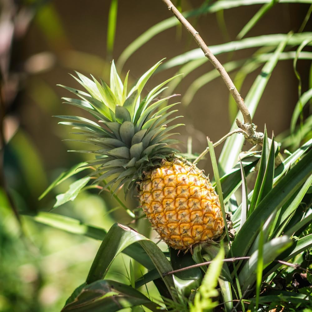 Pineapple Plant, 6" Pot, High-Vigor Low Maintenance Fruit Bush for Sunny Patios, Robust Sword-Like Green Foliage