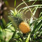 Pineapple Plant, 6" Pot, High-Vigor Low Maintenance Fruit Bush for Sunny Patios, Robust Sword-Like Green Foliage