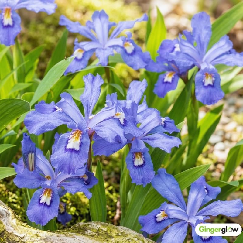 10 Wild Crested Iris Plants Live Roots, Low Maintenance Purple Iris Cristata, Blooming Perennial for Woodland Gardens & Borders, Not Bulbs
