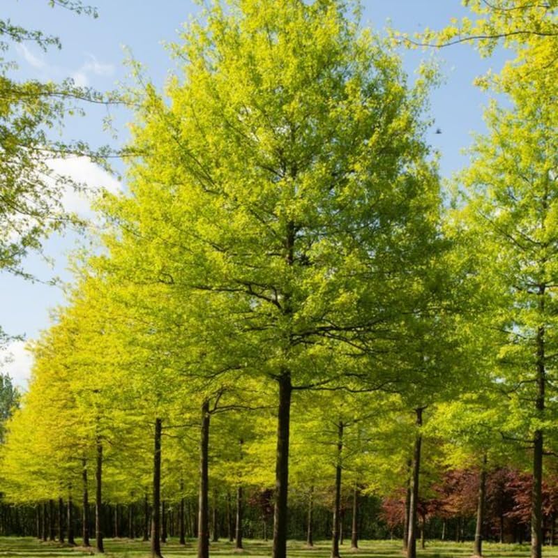 6 Willow Oak Tree Live Plant, Oak Trees Live for Planting 12–18 Inch Tall, Hardy Shade Trees for Gardens, Parks and Property Planting