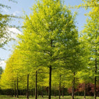 6 Willow Oak Tree Live Plant, Oak Trees Live for Planting 12–18 Inch Tall, Hardy Shade Trees for Gardens, Parks and Property Planting