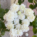 Grand Duke Jasmine Live Plant, Tuscany Jamine Flower, Well-Rooted 5-8" Inch Tall, Intense Scented Flowering Shrub for Indoor and Outdoor Spots