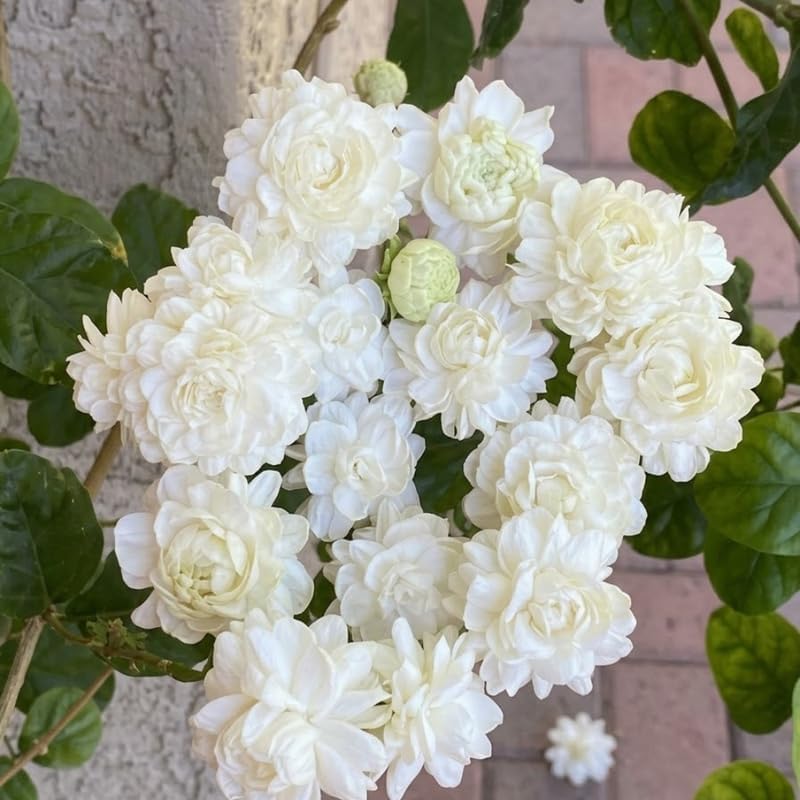 Grand Duke Jasmine Live Plant, Tuscany Jamine Flower, Well-Rooted 5-8" Inch Tall, Intense Scented Flowering Shrub for Indoor and Outdoor Spots