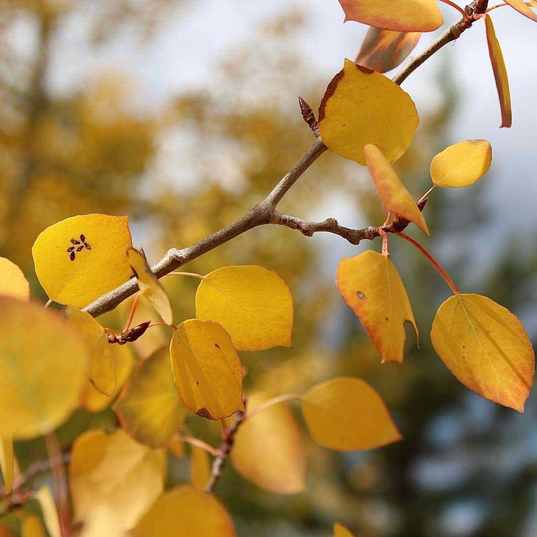 Quaking Aspen Tree, 4-6"" Tall Potted Tree Starter, Sturdy Cold-Hardy Plant with Golden Autumn Foliage & Trembling Leaves for Home Landscapes