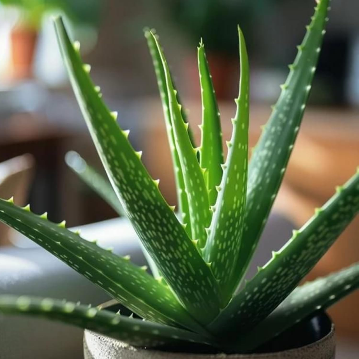 Aloe Vera Aloe Vera Live Plant for Planting in Size 2 Pot | Vibrant, Low-Maintenance Aleo Plant for Patio, Balcony & Indoor Spaces | Perfect for Plant Enthusiasts & Beginners