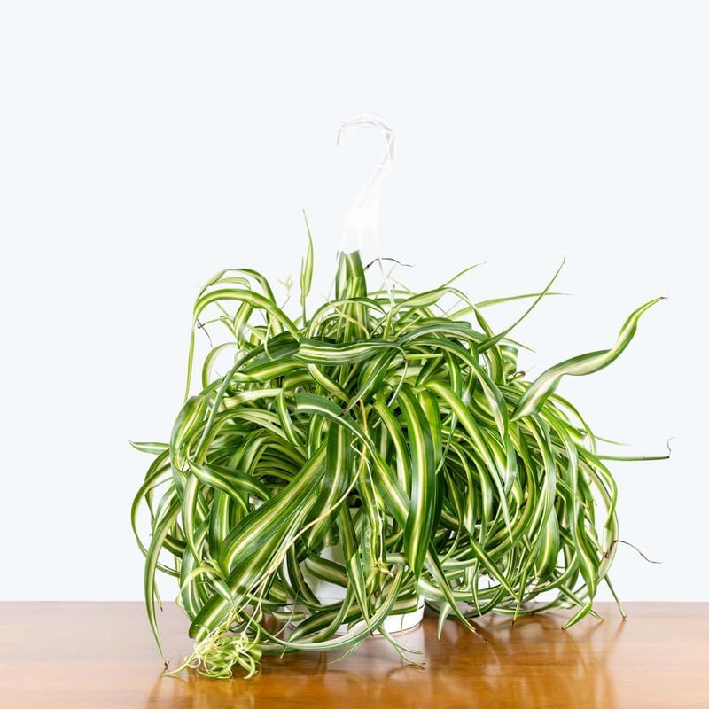 Curly Spider Plant Live in 4 Inch Pot, Live Spider Plants Indoor, Air-Purifying, Low Maintenance, Perfect for Home and Office Décor, Easy Care Starter Plants