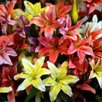 8 Assorted Oriental Lily Bulbs, Well-Rooted Plant Starters, Low Maintenance Flowering Bulbs for Sunny Outdoor Spots