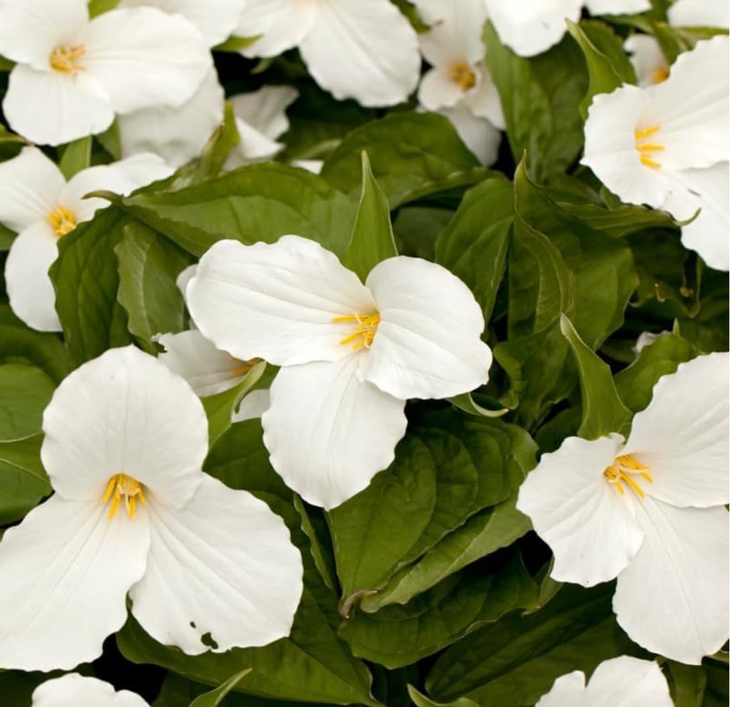 White Trillium Bulbs for Planting, 10 Large Trillium Bulbs, Fast Growing, Easy to Grow Perennial Flower Bulbs for Shade Gardens