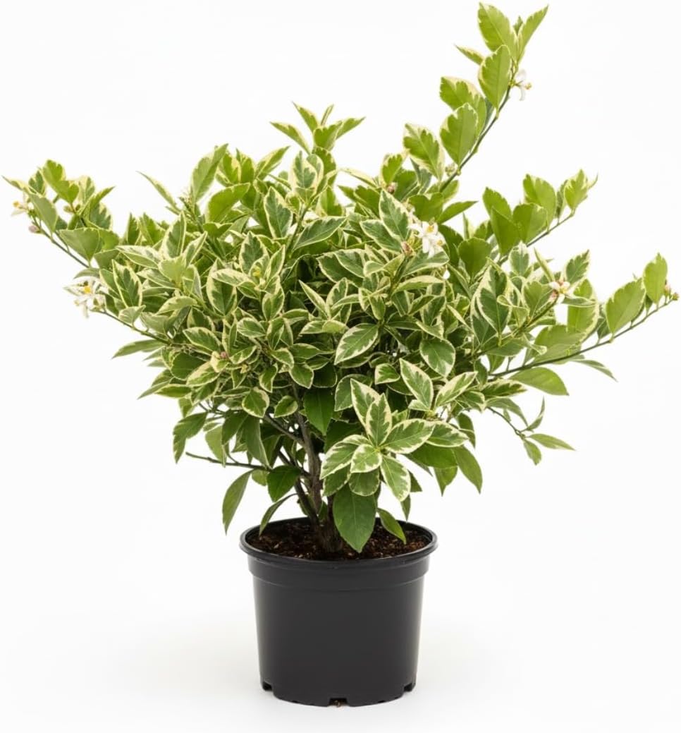 Pink Lemon Trees Live Plants | 2.5–3 Ft Live Citrus Plant | Hardy Edible Fruit Tree for Containers, Patios & Backyard Gardens | No Ship to CA,HI,AK