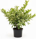 Pink Lemon Tree for Planting | 2.5–3 Feet Tall Live Potted Citrus Plant | Variegated Edible Indoor or Outdoor Fruit Tree for Home Gardens, Patios & Containers | No Ship to CA,HI,AK