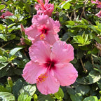2 Pink Rose of Sharon Live Plants | 12–18 Inch Tall | Pink Blooming Hibiscus syriacus for Yards, Hedges, Borders & Landscape Design
