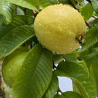 Guava Tree Live Plant 3 Ft Tall | Ruby Guava Tree with Fragrant Blooms & Pink Fruit, Versatile Guava Plants Live for Planting
