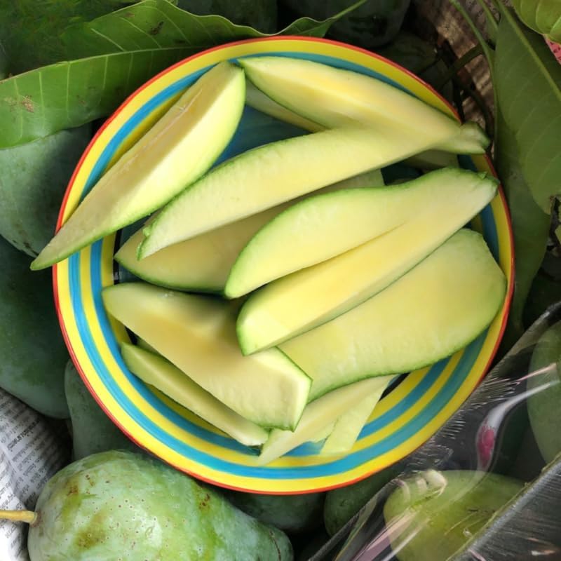 Mun Kun Si Tropical Mango Tree 2.5–3 Ft | Sweet Mango Fruit Tree for Patio, Backyard & Landscape Use | No Ship to CA, HI, AK