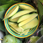 Mun Kun Si Tropical Mango Tree 2.5–3 Ft | Sweet Mango Fruit Tree for Patio, Backyard & Landscape Use | No Ship to CA, HI, AK