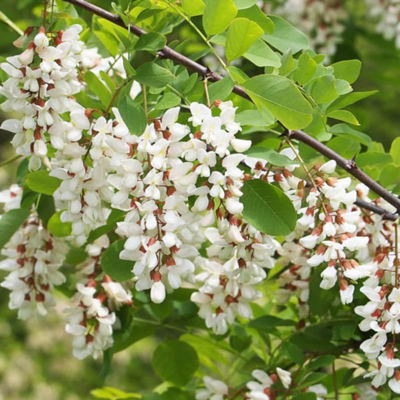 5 Live Black Locust Tree Plants – 6–12 Inch Tall | Hardy Fast-Growing Native Trees for Outdoor Planting