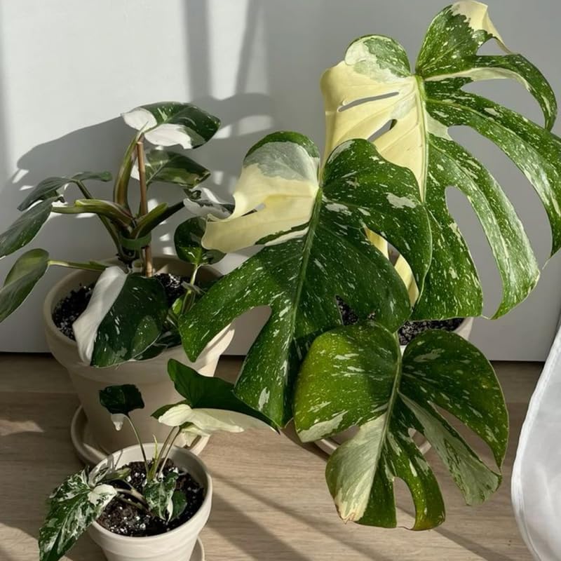Thai Constellation Monstera Live Plant 4 Inch Tall | Variegated Monstera Plant Live with Creamy White Speckles for Indoor Home Décor
