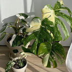 Thai Constellation Monstera Live Plant 4 Inch Tall | Variegated Monstera Plant Live with Creamy White Speckles for Indoor Home Décor