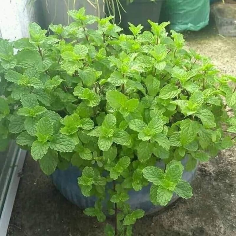 Chocolate Mint Plants Live Outdoor and Garden, Mint Plants Live in 3-Inch Pot, Cold-Hardy Mint Herb for Patios, Containers, and Ground Cover