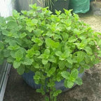 Chocolate Mint Plants Live Outdoor and Garden, Mint Plants Live in 3-Inch Pot, Cold-Hardy Mint Herb for Patios, Containers, and Ground Cover