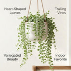 2 Dischidia Million Hearts Succulent Plants Live, 3" Pot, Hardy, Easy Care, Unique House Plant for Home, Office, and Balcony