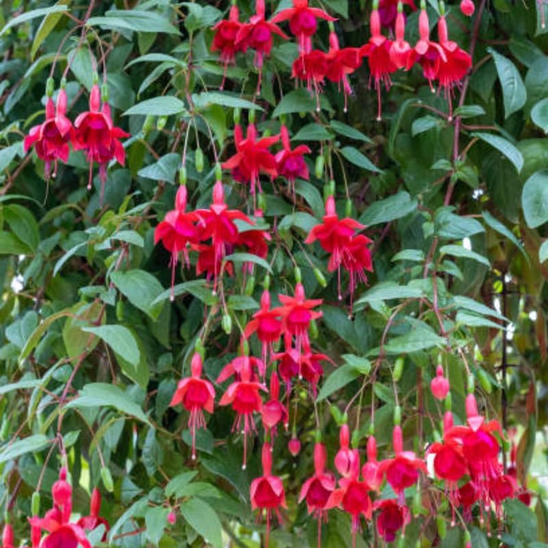 Fuchsia Plants Live, Gold and Red Foliage, 6-12 Inch Tall, Autumnale Variety, Fast Growing Deciduous Flowering Shrub, Well-Rooted Plant