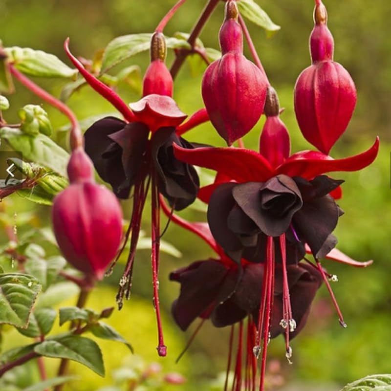 Fuchsia Plants Live, Double Red Fuchsia, 6-12 Inch Tall, Marinka Variety, Fast Growing Deciduous Flowering Shrub, Well-Rooted Plant