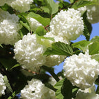 2 Japanese Snowball Bush for Planting – 6–12 Inch Live Viburnum Plant Live | Hardy White Blooming Plants for Borders & Landscapes