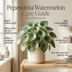 Peperomia Watermelon Live Plant, 4'' Inch Pot, Easy-Care Peperomia Live Indoor Houseplant, Attractive Peperomia Argyreia Plant for Home & Office Décor