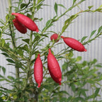 Red Finger Limes Tree Live Plant | 2.5–3 Ft Live Citrus Plant | Easy-to-Grow Citrus Tree for Home Gardens & Patios