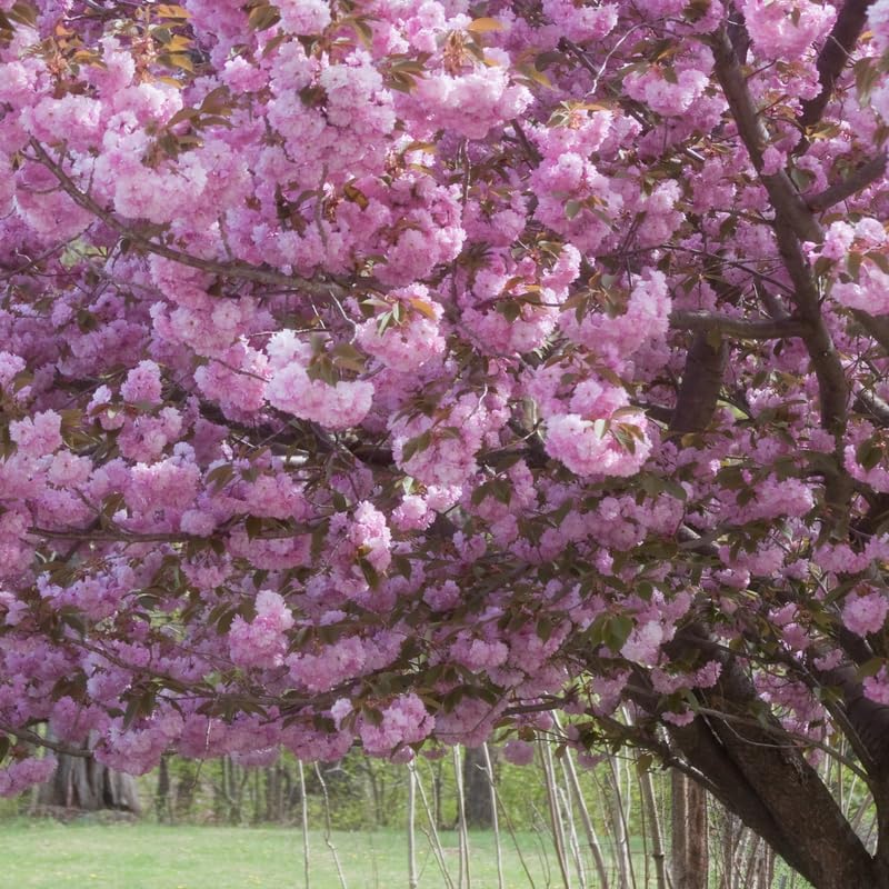 2 Kwanzan Cherry Tree, 6-12 Inch Tall, Easy Care, Hardy Ornamental Flowering Cherry Tree, Ideal for Yard, Garden & Landscape