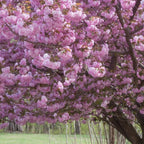 2 Kwanzan Cherry Tree, 6-12 Inch Tall, Easy Care, Hardy Ornamental Flowering Cherry Tree, Ideal for Yard, Garden & Landscape