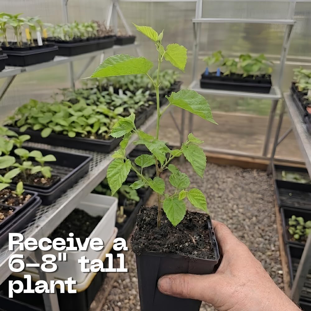 Hazelnut Tree Live Plant,6-10" Potted Nut Starter, Sturdy Cold-Hardy Edible Shrub for Home Landscapes, Sweet Crunchy Nuts & Low Maintenance Hedge