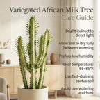 African Milk Tree, 3" Pot, Euphorbia Trigona Succulent with Striking Stems for Living Rooms, Easy to Care Decor