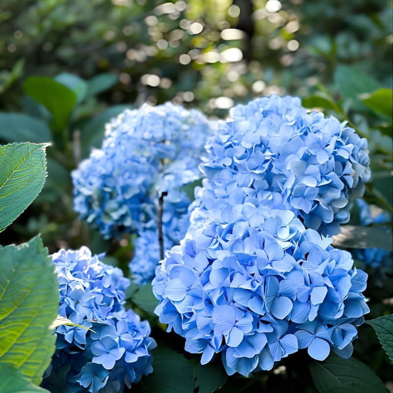 2 Nikko Blue Hydrangea Live Plants for Planting, 6-12 Inch Tall in 2.5 Inch Pot, Blue Mophead Bloom, Flowering Shrub for Garden and Patio