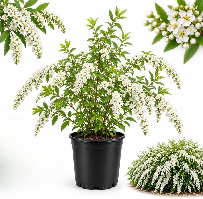 Spirea Shrubs, Snowmound Spirea 6-12" Tall in Quart Pot, Low Maintenance Deciduous Shrub for Outdoor Backyard Garden