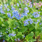5 Virginia Bluebells Plants Roots, Easy to Grow Mertensia Virginica, Low Maintenance Bell-Shaped Blue Flowers for Shaded Landscaping