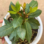 Bay Leaf Tree Live Plant in 4 Inch | Fresh Bay Laurel Herb | Ideal for Home Kitchen Garden | Indoor or Outdoor Garden Use