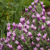 Spanish Lavender Live Plant in 3-Inch Pot, Lavandula Stoechas Aromatic Flowering Shrub, Unique Rabbit Ear Purple Blooms for Patios and Gardens