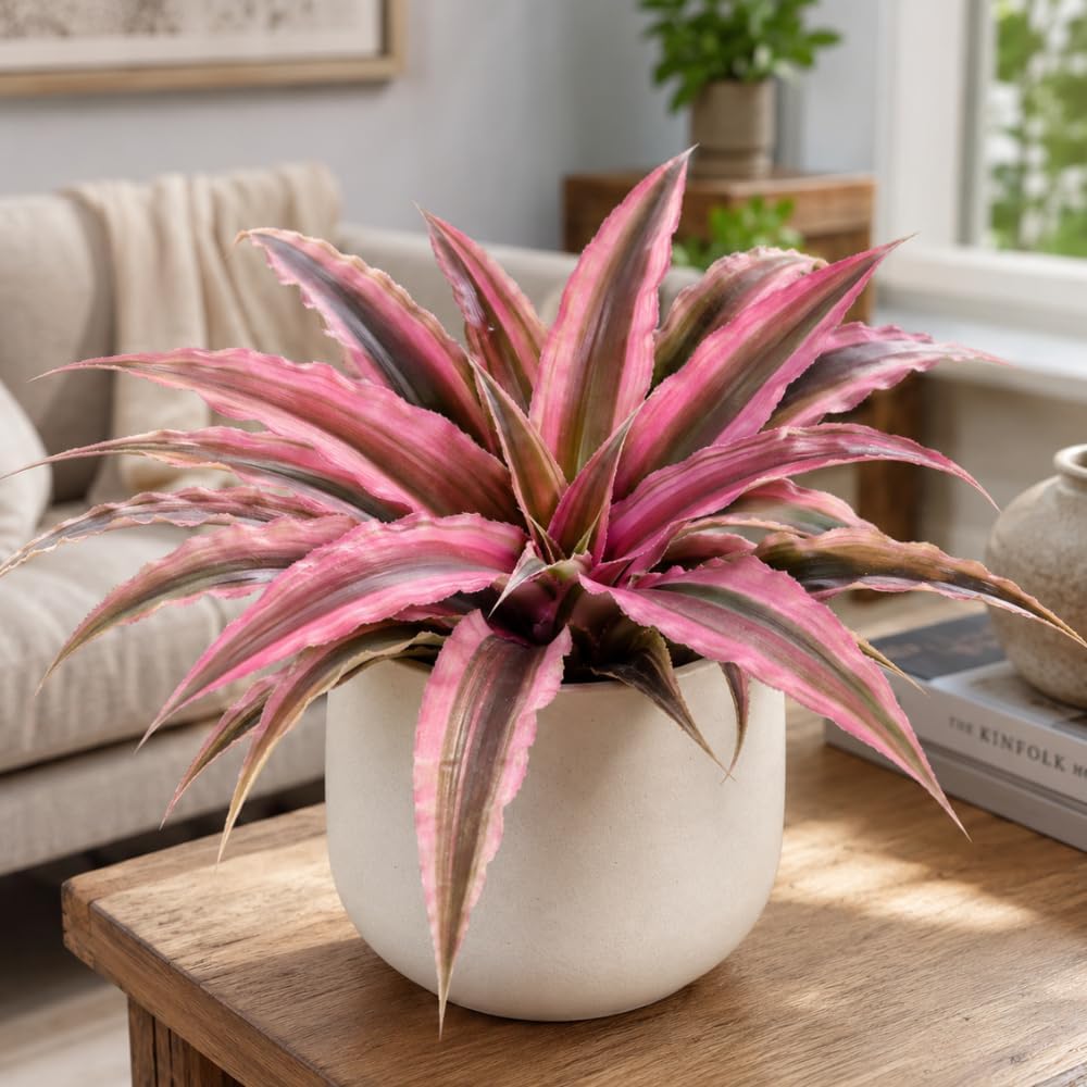 Cryptanthus Bivittatus Plant, 4 Inch Pot, Stunning Pink Earth Star Indoor Plant for Home Décor, Robust Pet-Friendly Bromeliad with Star-Shaped Leaves