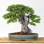 10 Chinese Elm Trees for Planting | Fast-Growing Cold Hardy Elm Tree for Landscaping | 1-2 Ft Tall Live Tree for Yard, Garden & Windbreaks