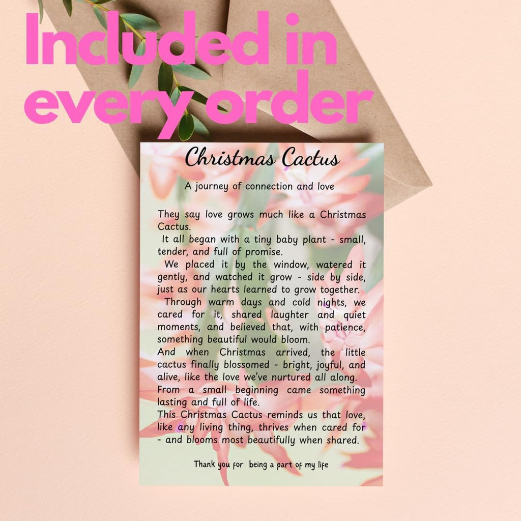 Yellow Christmas Cactus Live Houseplant | 3–4 Inch Well-Rooted Schlumbergera | Indoor Flowering Plant Gift for Birthdays & Housewarming