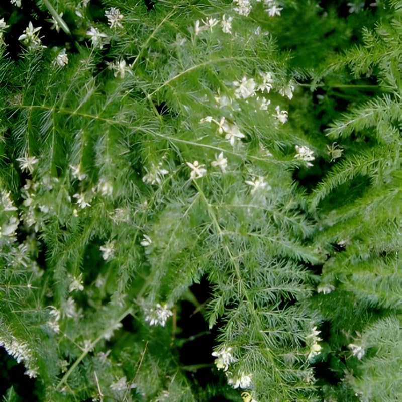 Asparagus Fern Live Indoor Plant in 4’’ Inch Pot | Airy, Fine-Texture Asparagus Setaceus | Elegant Decorative Houseplant for Home, Office & Living Spaces