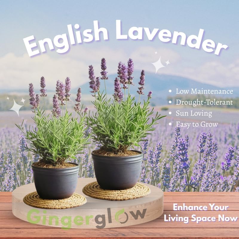 English Lavender Flower Plant, 3-Inch Potted, Aromatic Lavandula Angustifolia, Live Lavender Plants for Inside and Home Décor