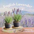 2 English Lavender Live Plant, 3" Pot, Fragrant Lavandula Angustifolia Flower, Live Lavender Plants for Inside Windowsills or Outdoor Gardens