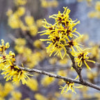 10 Witch Hazel Tree Live Plants | 1-2ft Bare Root Seedlings | Low Maintenance Flowering Tree | Well-Rooted Native Plants