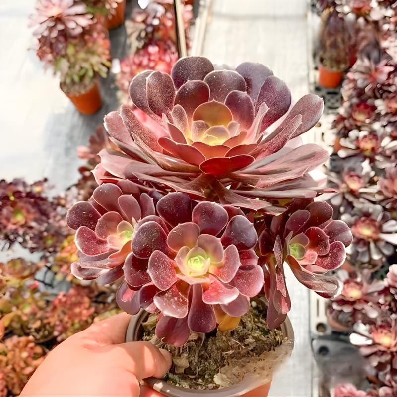 Aeonium Succulents Plants Live in 4" Inch Pot | Black Rose Tree for Planting | Great for Home & Office Styling, Succulent Arrangements & Beginner Growers