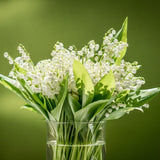 20 Lilly of The Valley Bare Roots for Planting, Easy Care Lilly of The Valley Plant Roots, Bell Shaped and Fragrant Flowers for Outdoors Indoors