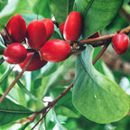 (No Ship to CA, HI, AK) Miracle Berries Fruit Tree Plant - 12 to 14 Inches Tall in 3 Gallon Pot, Fast Growing Miracle Berry Plant Live Fruit Trees for Patio and Greenhouse