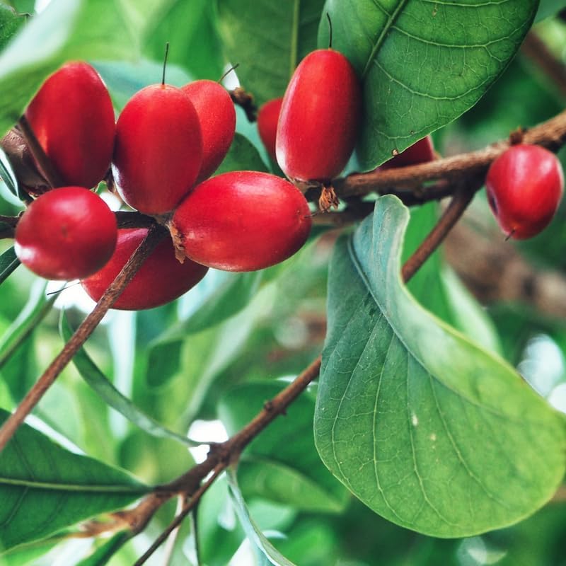 (No Ship to CA, HI, AK) Miracle Berries Fruit Tree Plant - 12 to 14 Inches Tall in 3 Gallon Pot, Fast Growing Miracle Berry Plant Live Fruit Trees for Patio and Greenhouse